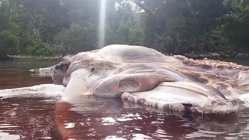 Mystery Of Weird 50ft-Long Sea Creature That Appeared On Indonesian Beach