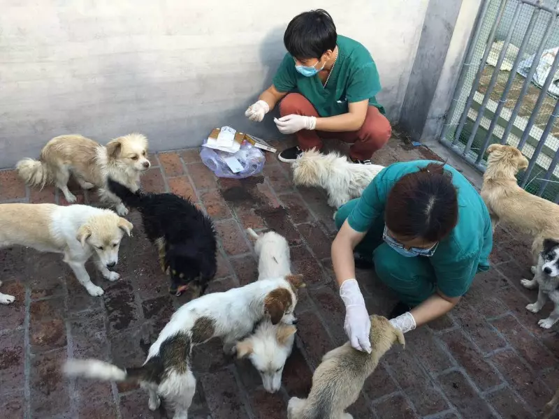 Vets treating the rescued puppies.