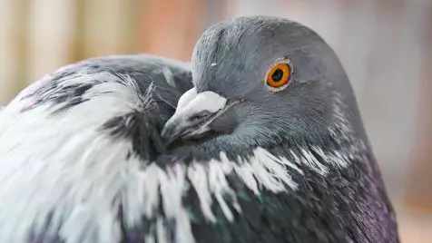 If You're Scared Of Pigeons Then You May Have Ornithophobia