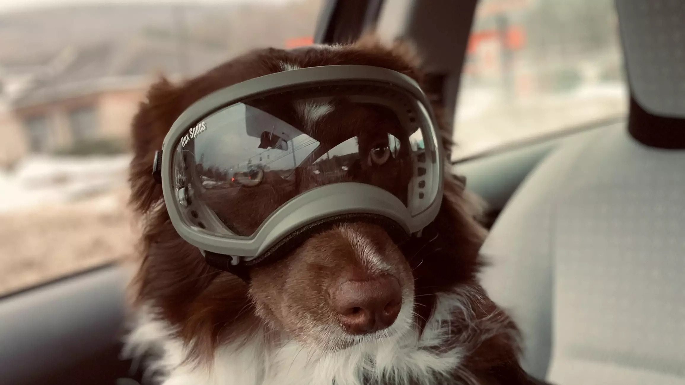 ​This Dog Has Special Goggles So She Can Play In The Snow