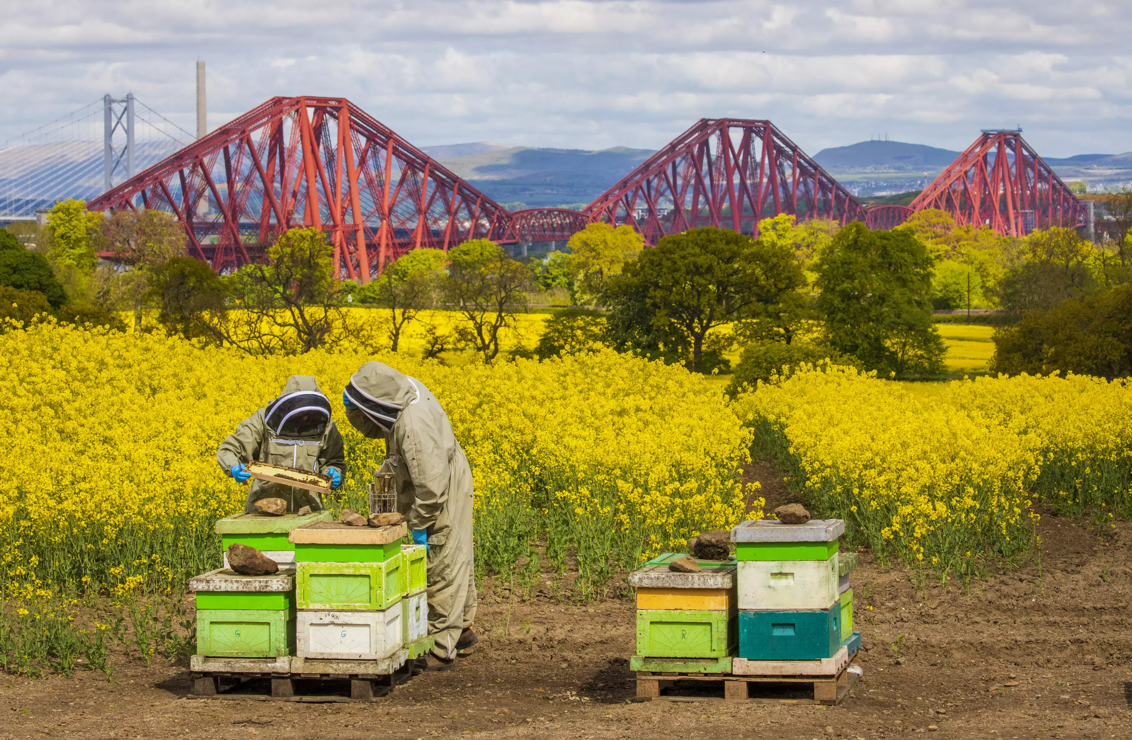 Beekeepers check hives.