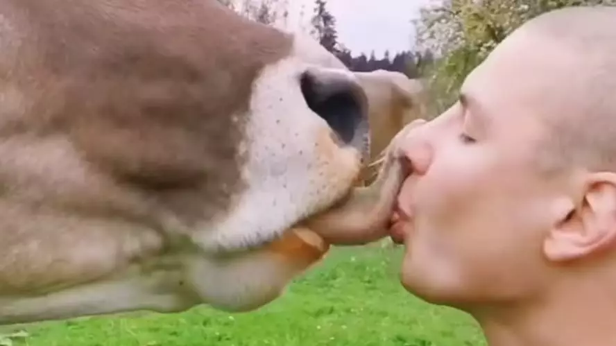 People Told To Stop French Kissing Cows Following Bizarre New Trend
