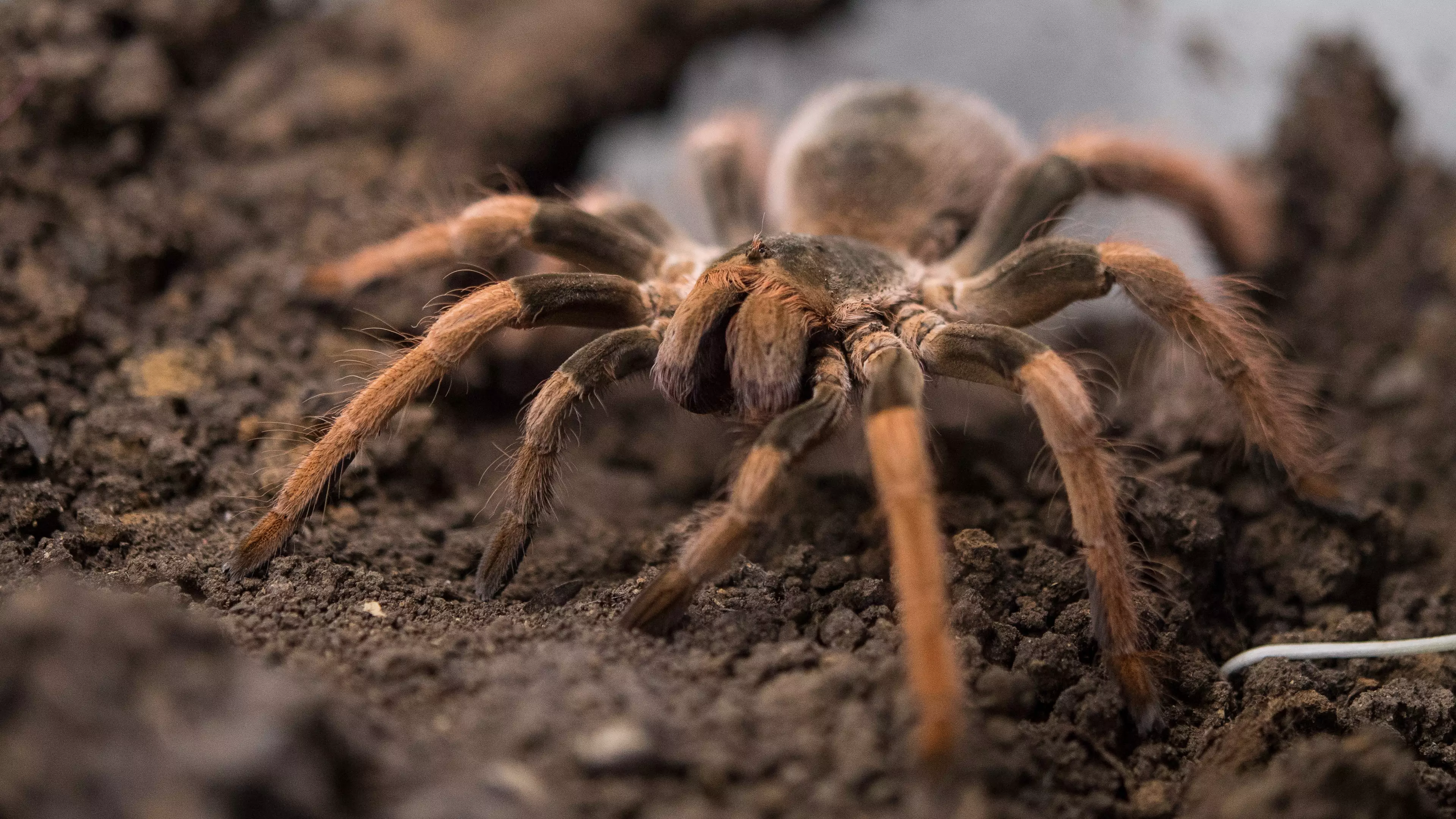 Spiders Have Tiny Paws And Now They're Kind Of Cute 