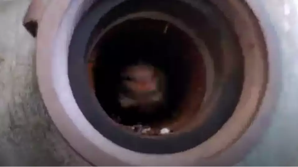 Man Films Exact Moment A Bird Flies Out Of Pipe Towards Him