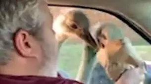 Hungry Ostrich Bites Man's Finger As He Attempts To Feed It