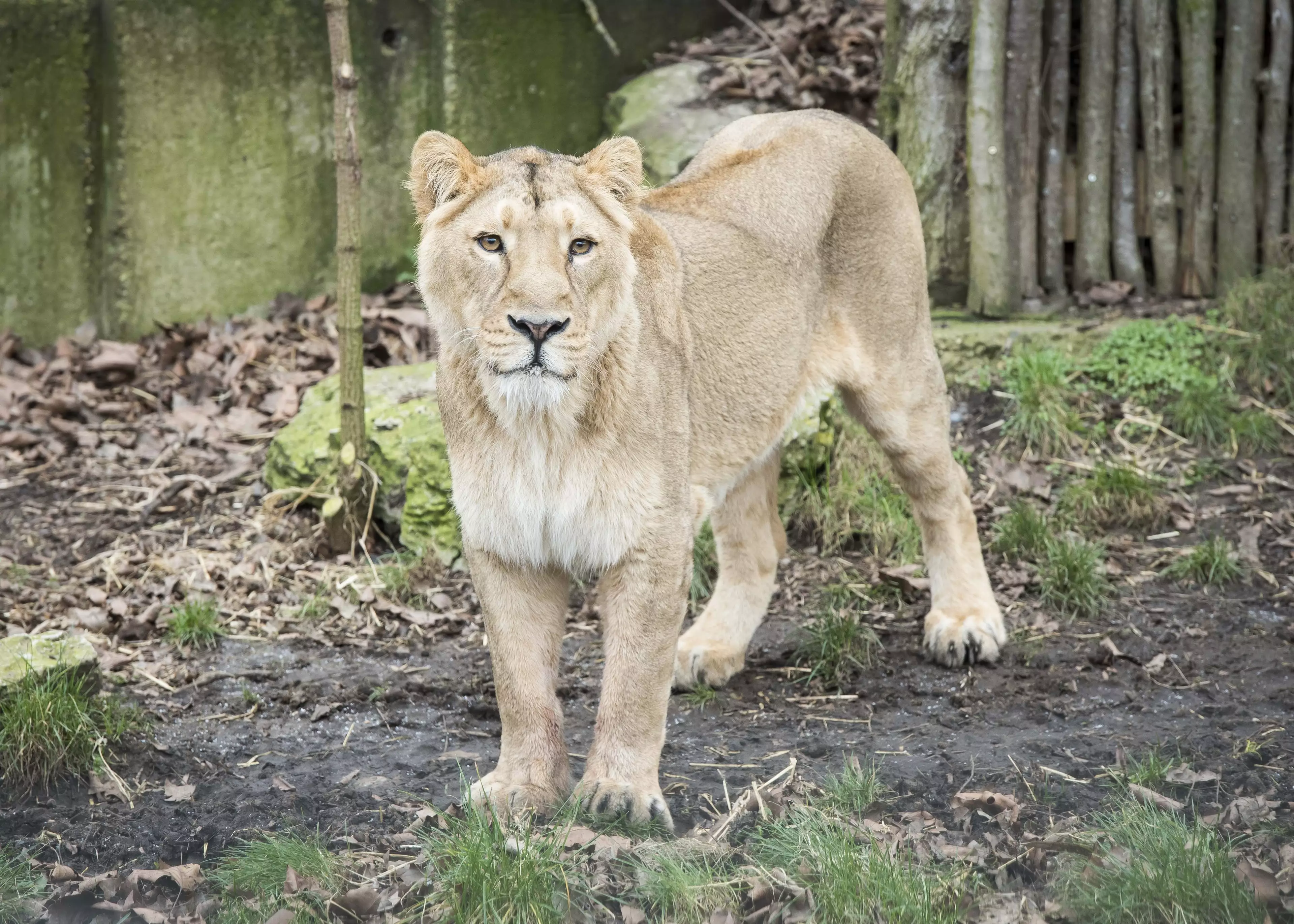 Lioness Shot And Killed After Escaping From Belgian Zoo 