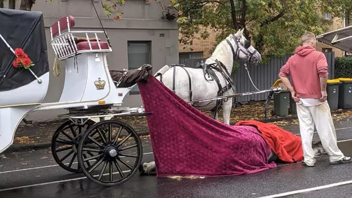 Horse Dies In North Melbourne After Collapsing While Pulling Carriage