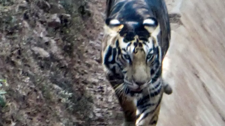 Amateur Photographer Captures Rare 'Black' Tiger In India