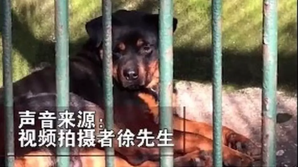 Zoo In China Accused Of Trying To Pass Dog Off As Wolf