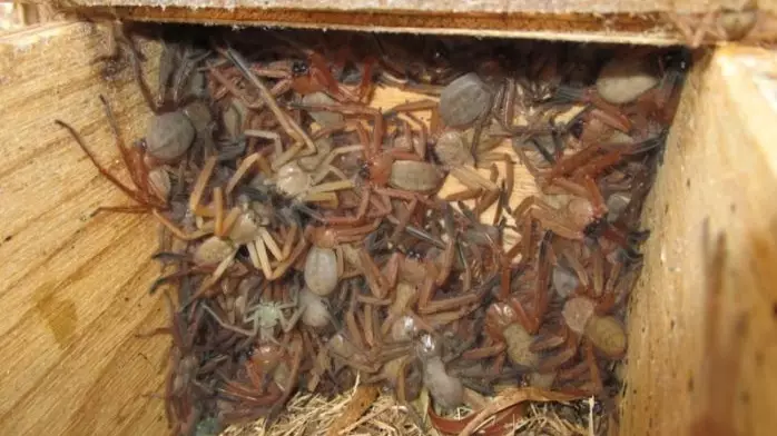Aussie Researcher Discovers Huntsman Spiders Like To Live Together
