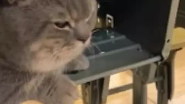 Pet Cat Hides In Student's Desk After Being Snuck Into Class 