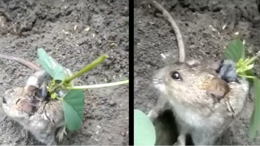 Farmer Discovers Rat With Plant Growing Out Of Its Back
