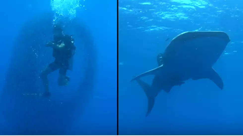 Fish Surround Diver In Bait Ball For Protection From Huge Shark