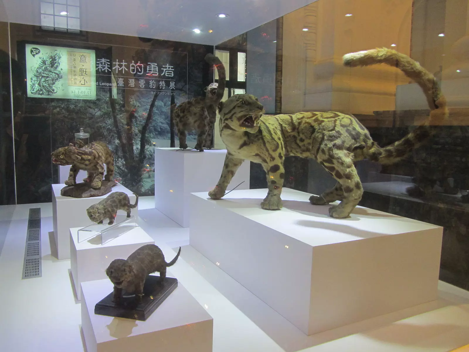 Specimen of the animal in the National Taiwan Museum.