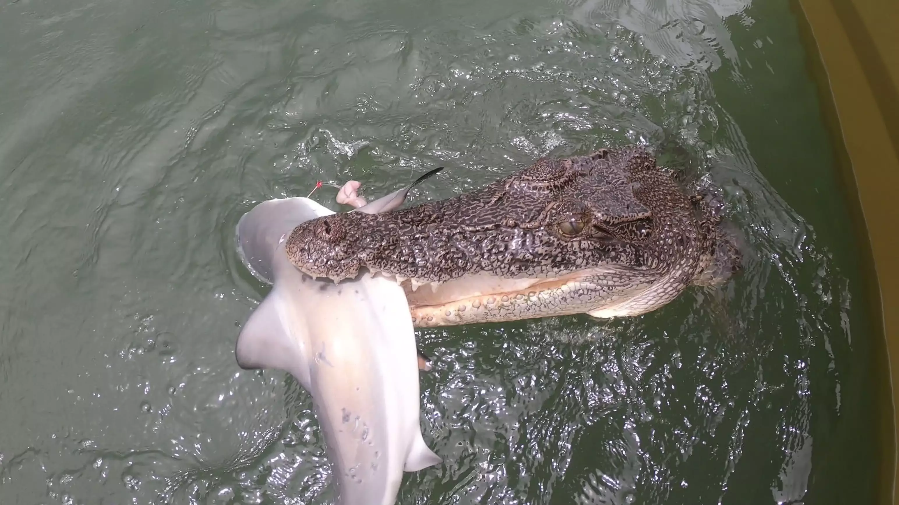 Fisherman Catches Shark But Then Loses It To Crocodile