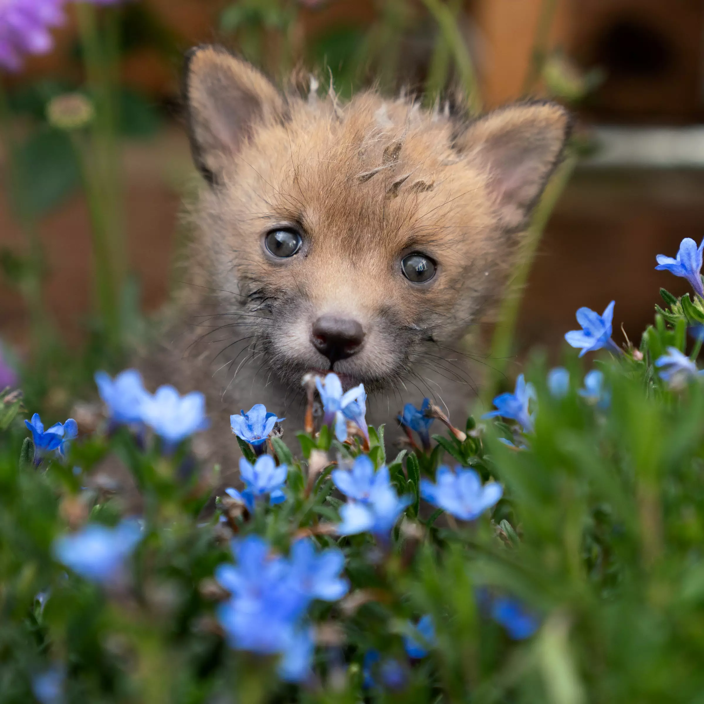 The foxes initially had to be fed milk every 20 minutes.