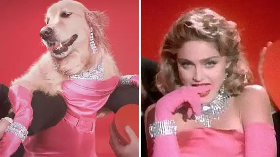 Dog Recreates All Of Madonna's Most Iconic Album Covers And It's Magical