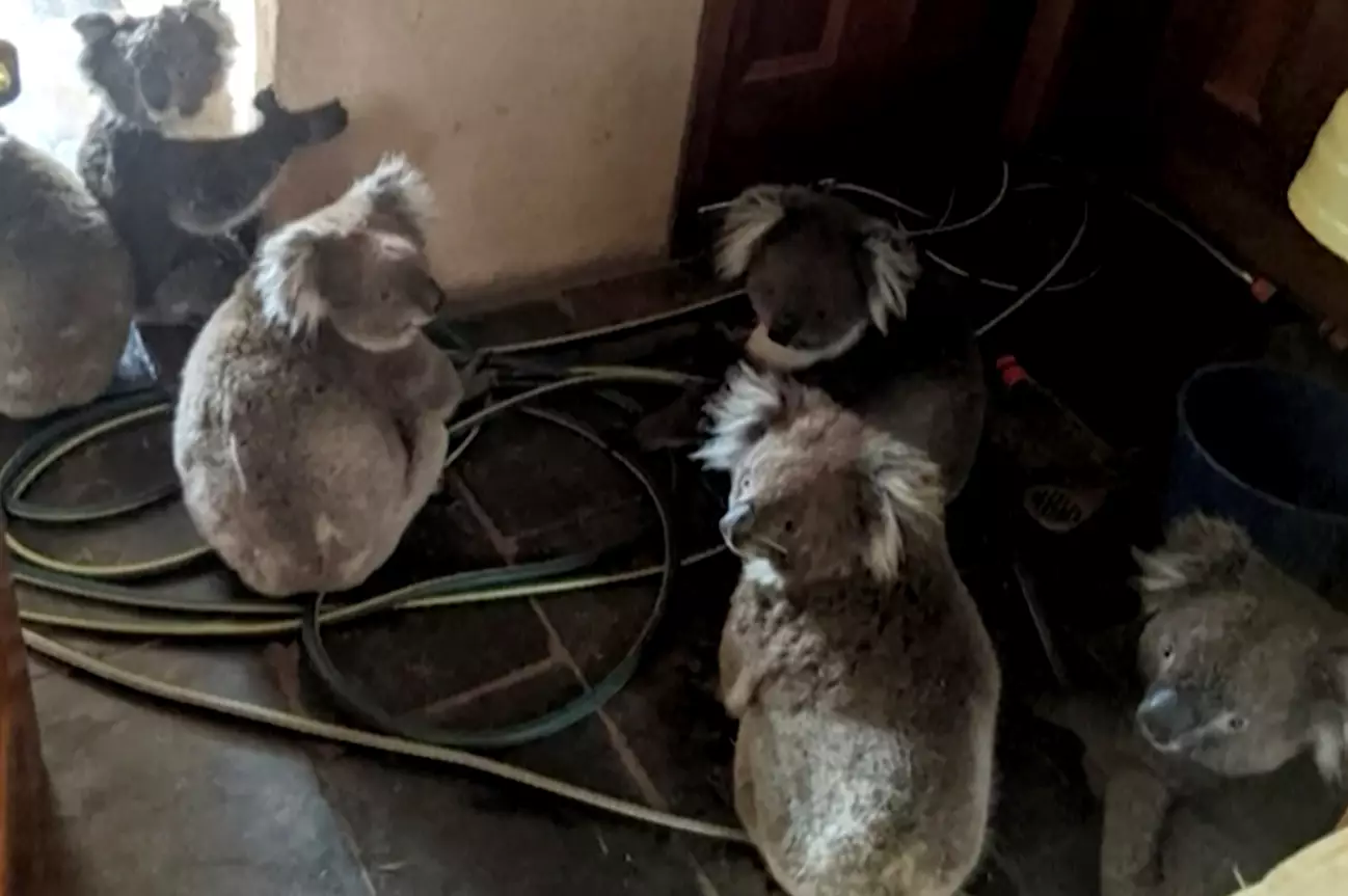 Koalas inside a home in Cudlee Creek, South Australia, after being rescued from fires at a garden.