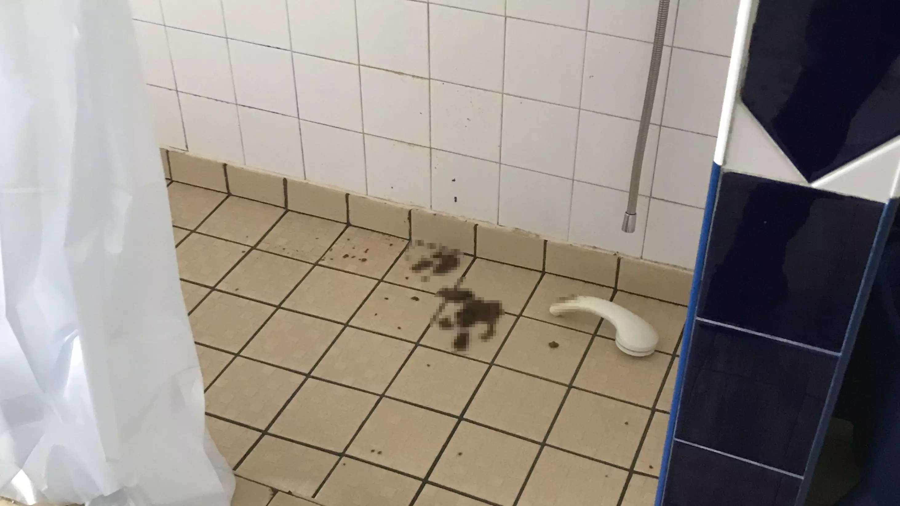 You Don't Squat like That! Gym Staff Horror as Man Defecates in Gym Showers