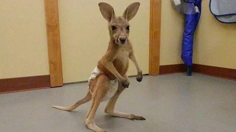 Vet Faces Backlash After Selling Baby Kangaroos Wearing Nappies On Facebook
