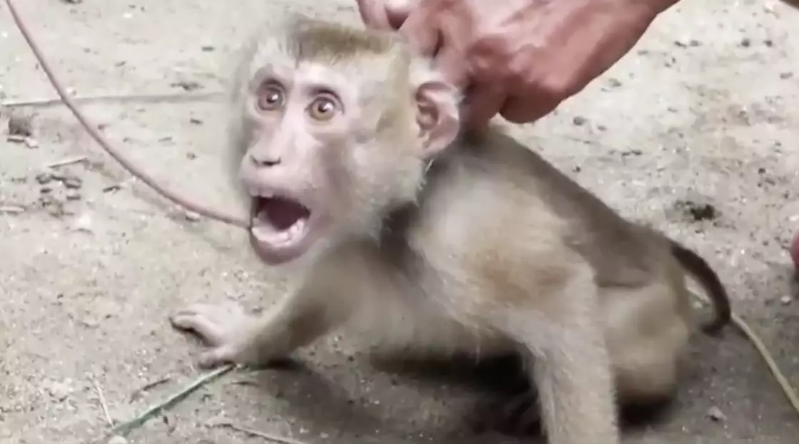 'Slave Monkeys' In Thailand Forced To Pick Coconuts For UK Supermarkets 