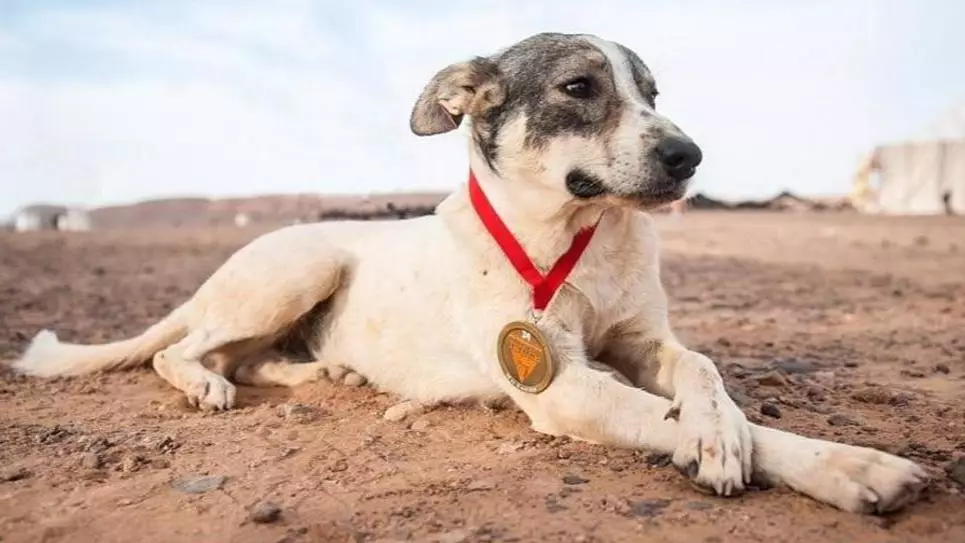 Dog Runs For More Than 100 Miles To Complete Desert Marathon