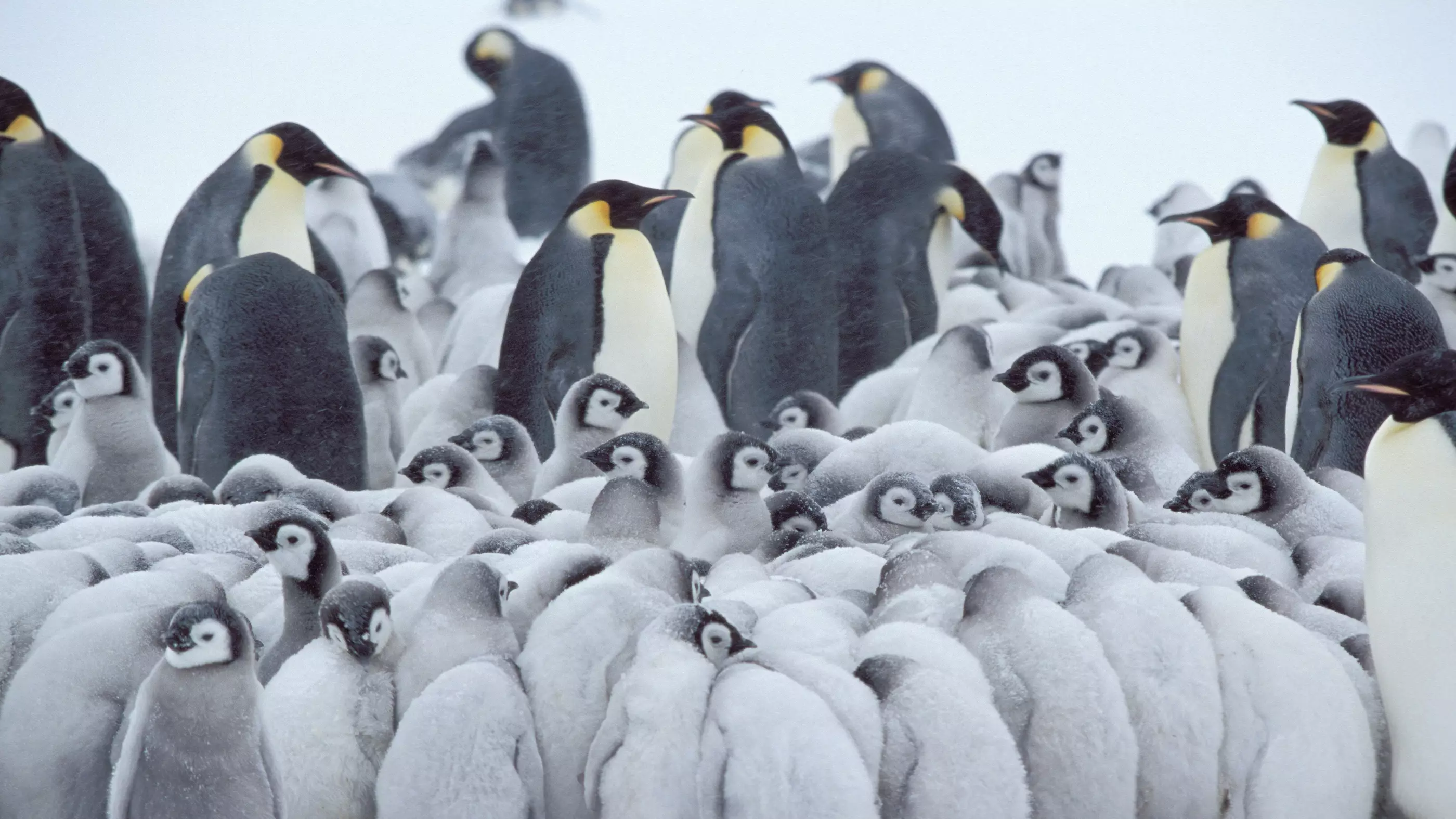 The Second Largest Emperor Penguin Colony In Antarctica Is Disappearing