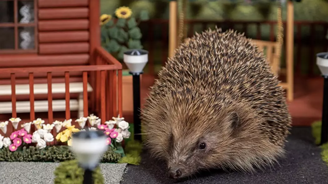 The World's First Holiday Park For Hedgehogs Has Opened In The UK 