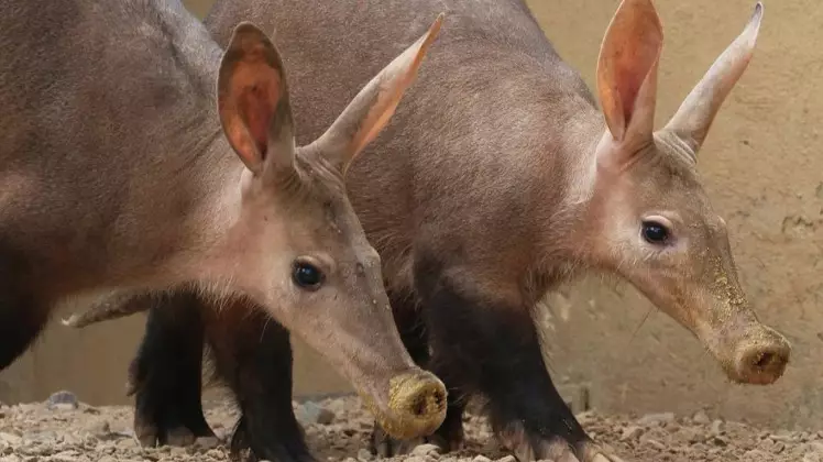 A Nine-Year-Old Aardvark Has Died In The London Zoo Fire