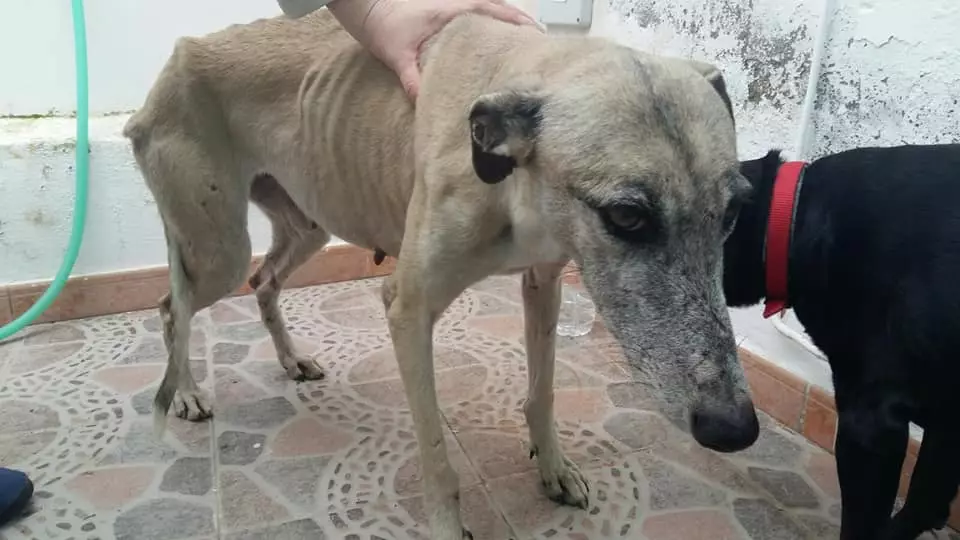 Woman Campaigns For Hunters To Stop Leaving Spanish Greyhounds To Die