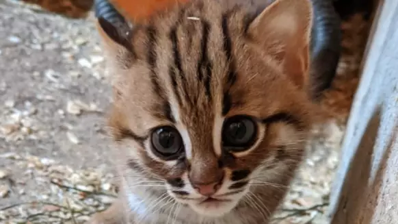 Pair Of World's Smallest Wild Cats Born In UK Sanctuary 