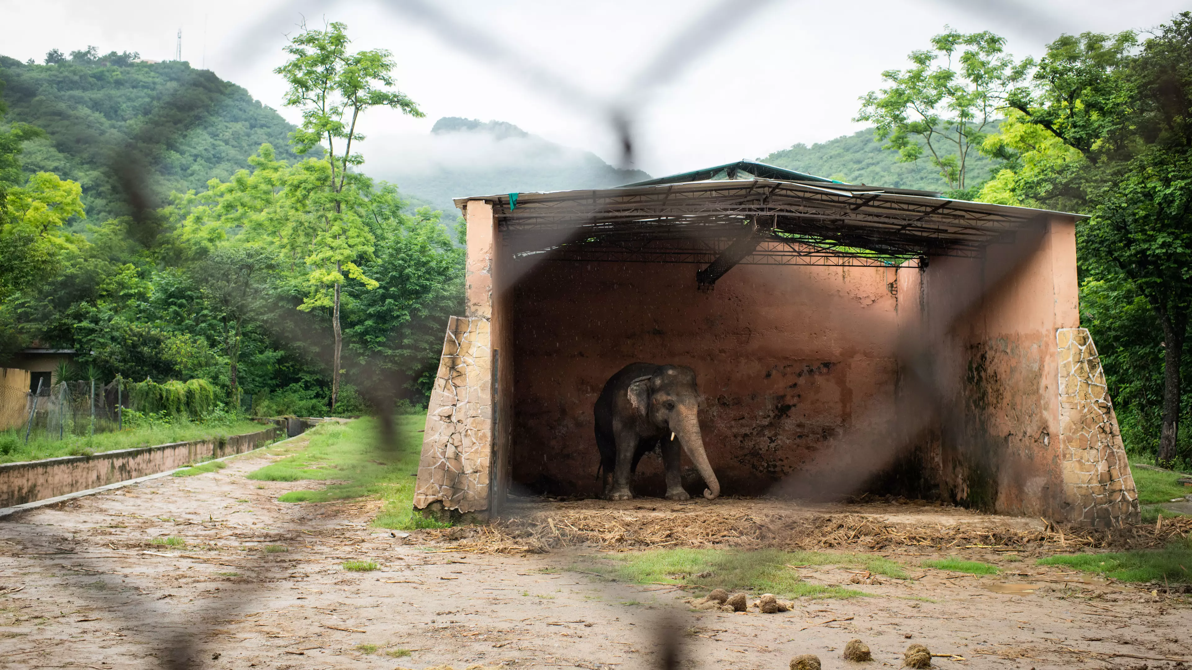 'World's Loneliest Elephant' Allowed To Leave Zoo For A Better Life