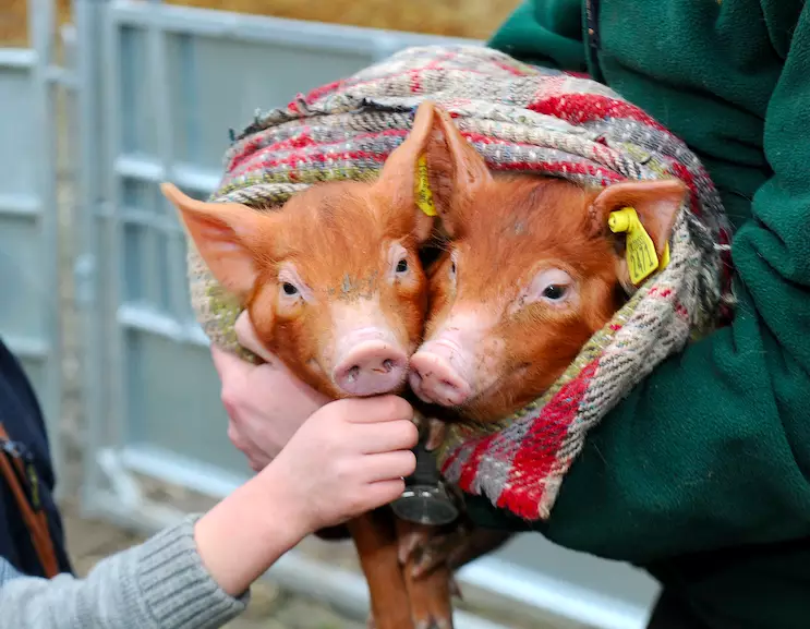 They're real life pigs in blankets (