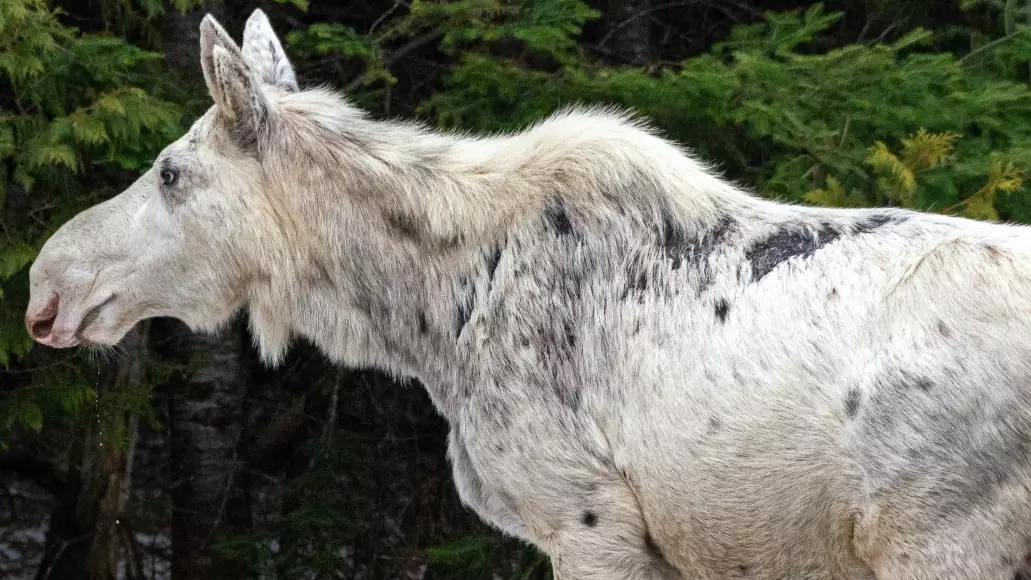 Rare Secret White 'Spirit Moose' Is Killed By Hunters