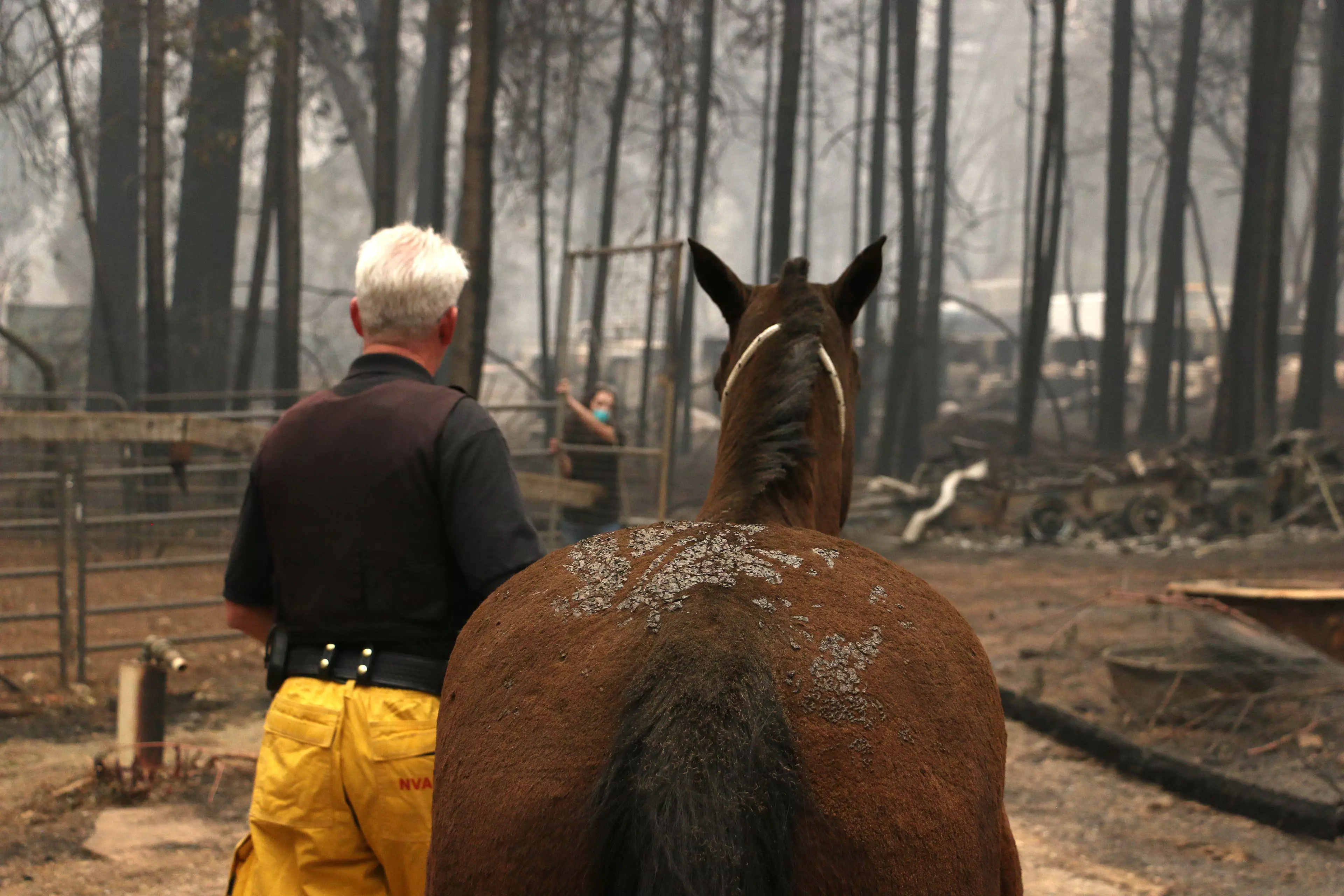 Yolo County Animal Services tends to a horse that was stranded during the fires.