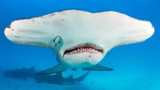 Hammerhead Shark Spotted In British Waters For First Time