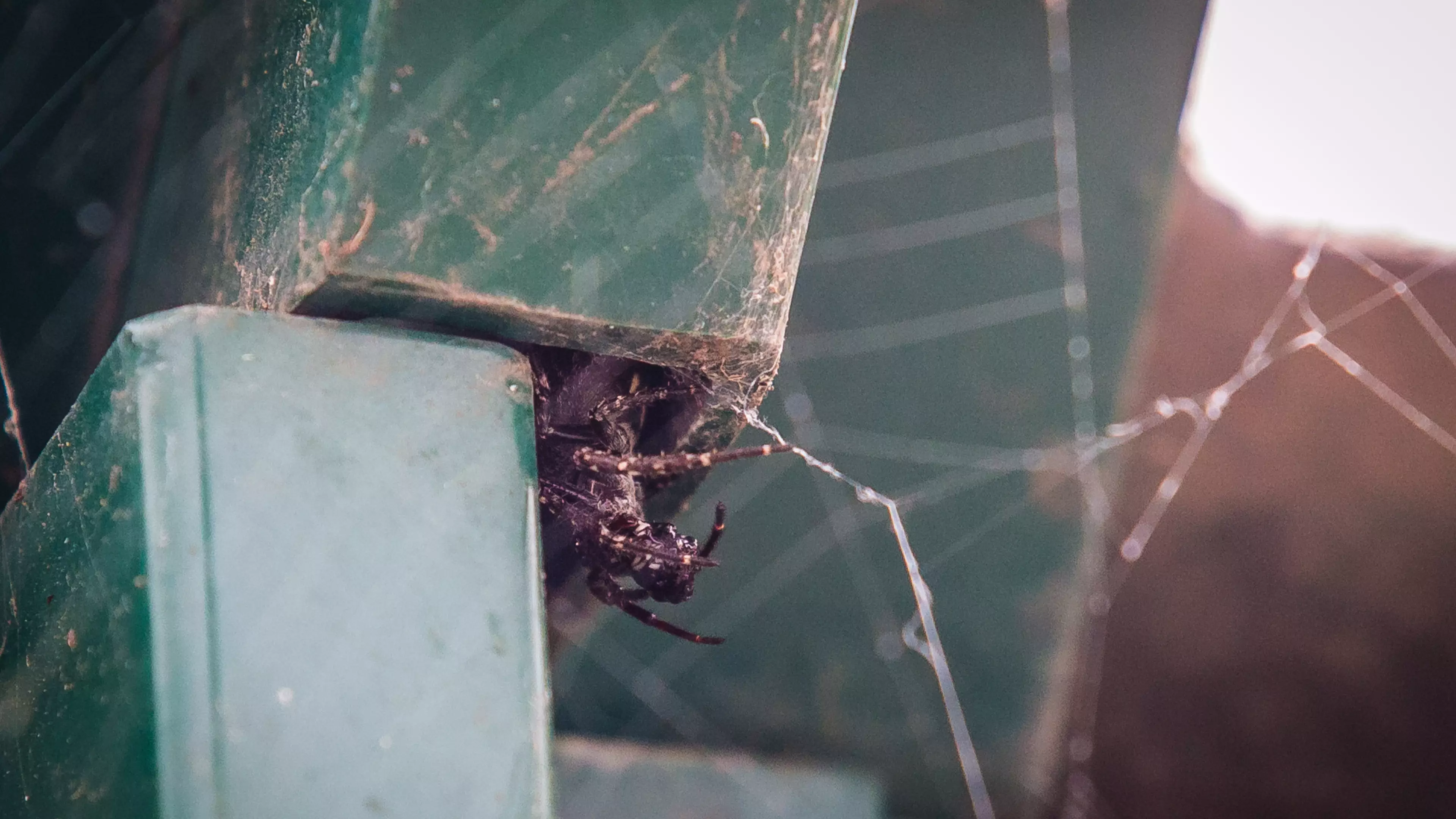 False Widow Spiders Have Taken Over This Bus Stop And They're Not Leaving