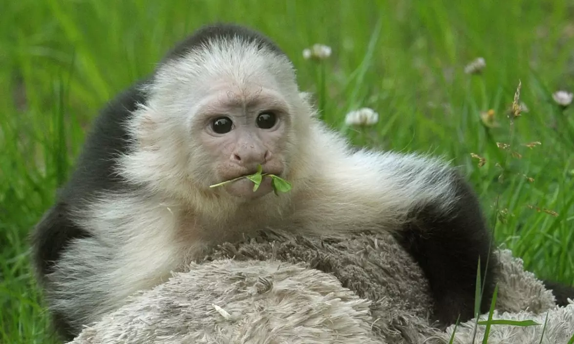 A white-faced capuchin at a zoo in Germany.