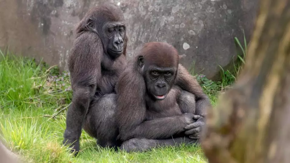 Gorillas Photographed In Some Very Explicit Positions At Rotterdam Zoo 