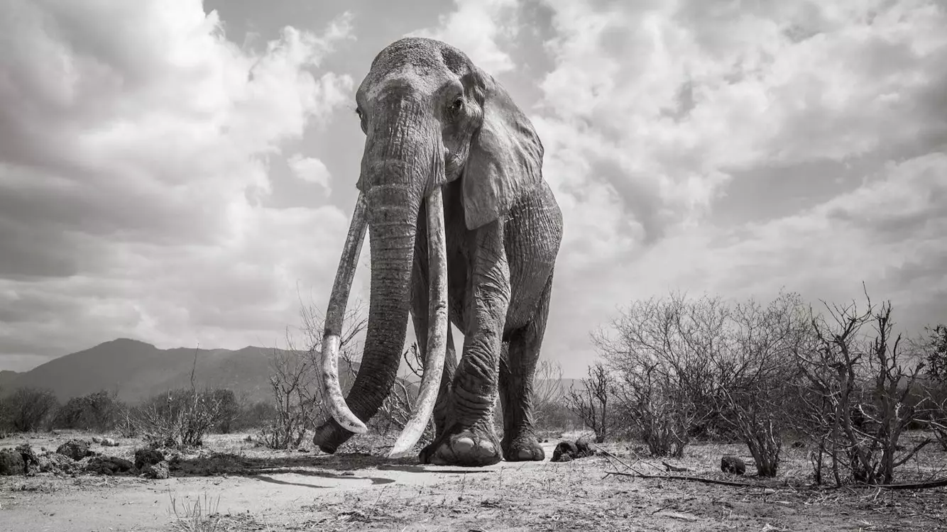 British Photographer Captures Last Images Of Kenya's 'Elephant Queen' Before Her Death