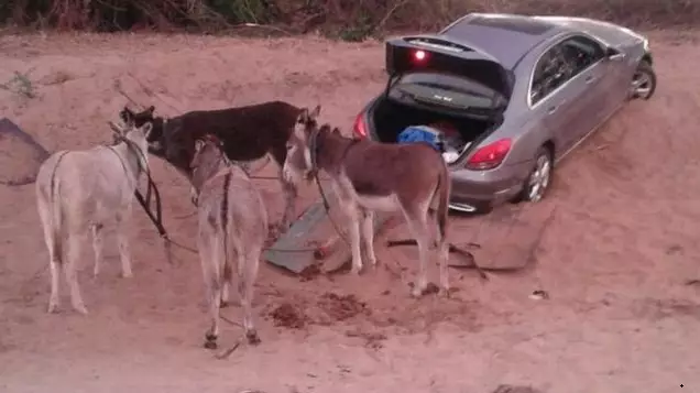 South African Criminals Use Donkeys To Smuggle Stolen Car