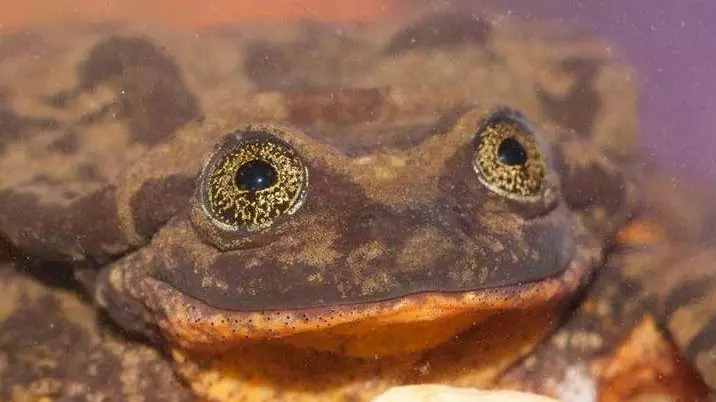 ​The World’s 'Loneliest' Frog Has Found Himself A Date