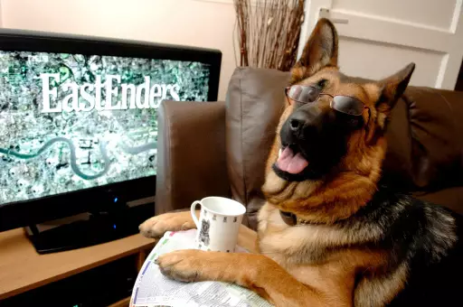 Does this dog really like watching EastEnders?
