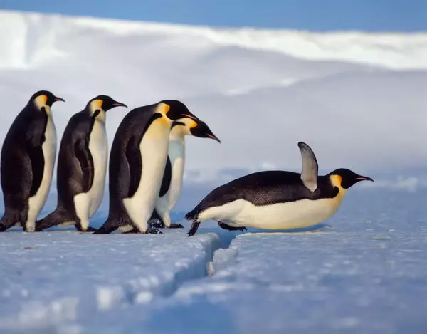 We need to reduce climate change dramatically for the penguins to have a chance (