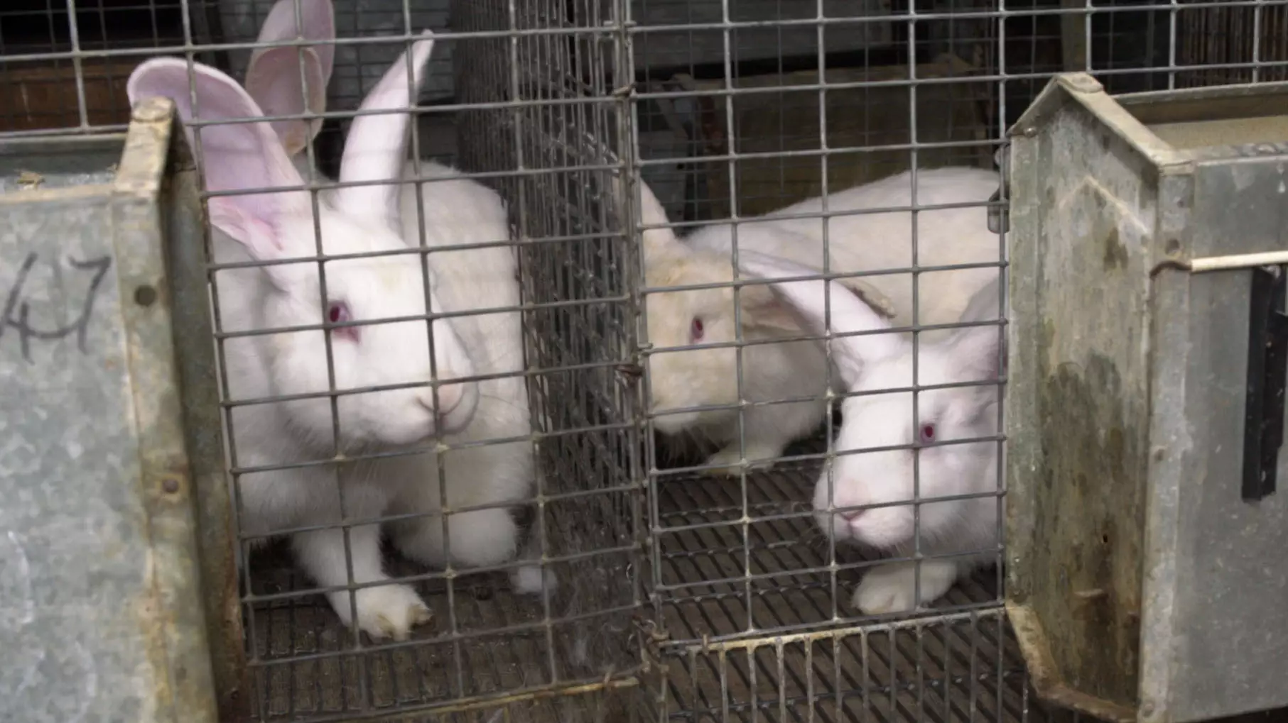 ​Number Of Tests On Animals Drops Over The Last Year