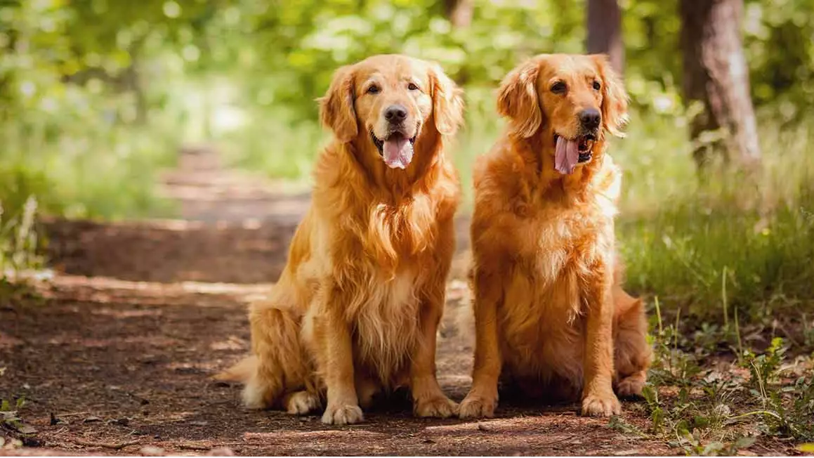 You Can Now Get Paid £32k To Look After Two Gold Retrievers And We're In