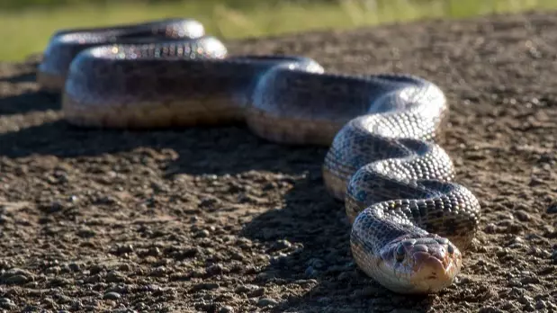 Serpent Infection Threatens Lives Of Every Snake On The Planet
