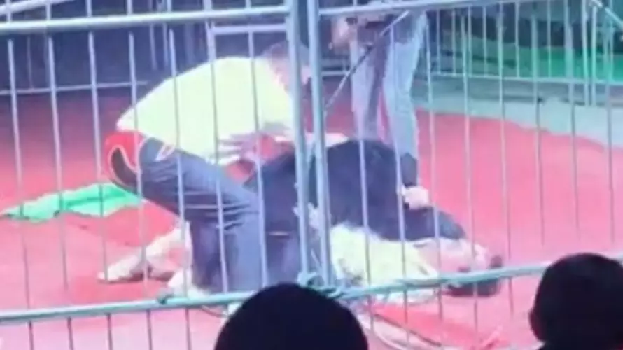 Circus Bear Filmed Trying To Maul Trainer During Performance