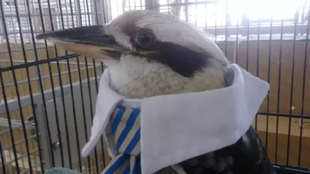 Woman Shocked After Finding Kookaburra Being Sold In A US Pet Store
