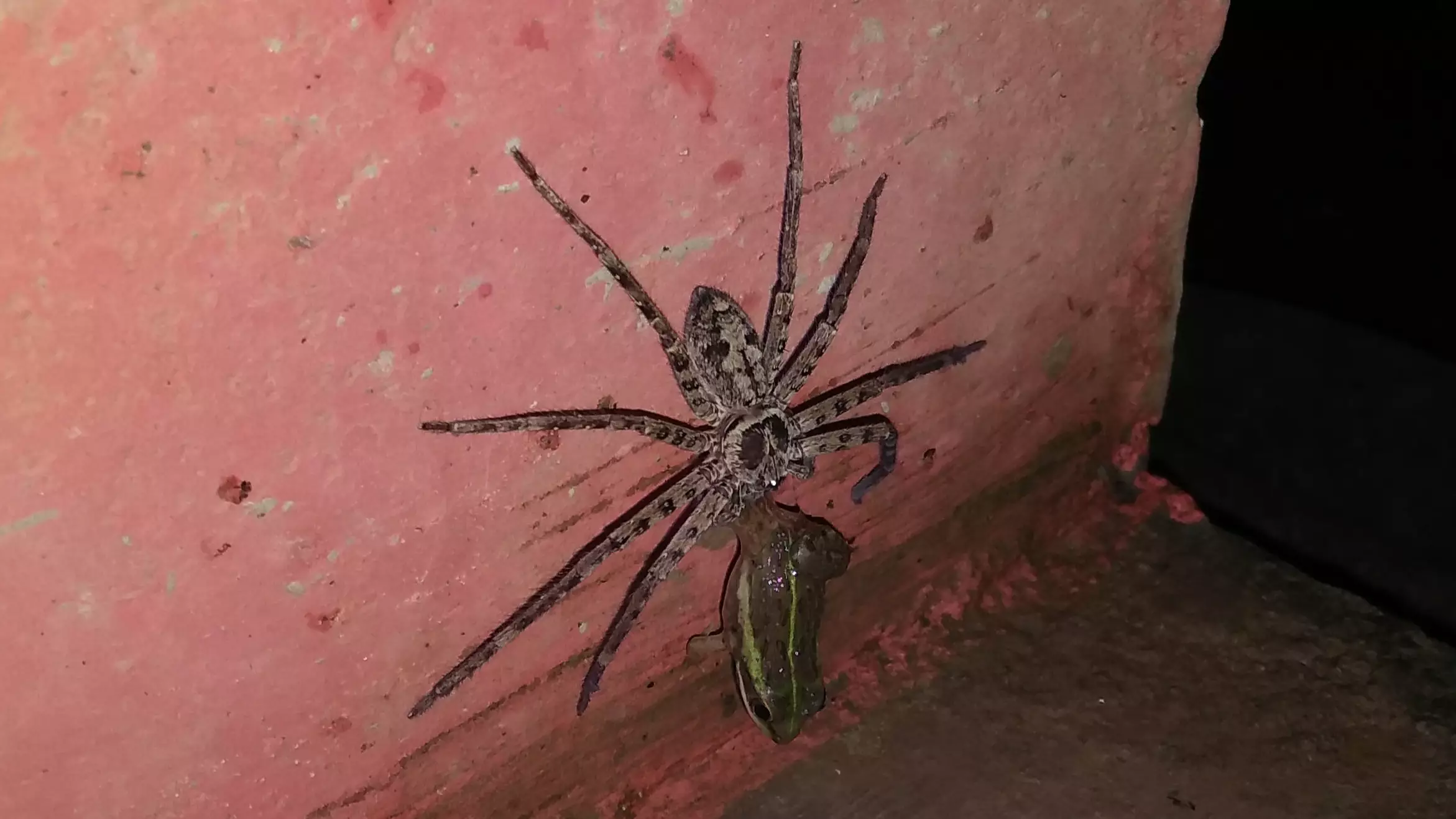 Huge Spider Filmed Dragging Frog To Its Death In Man's Bathroom